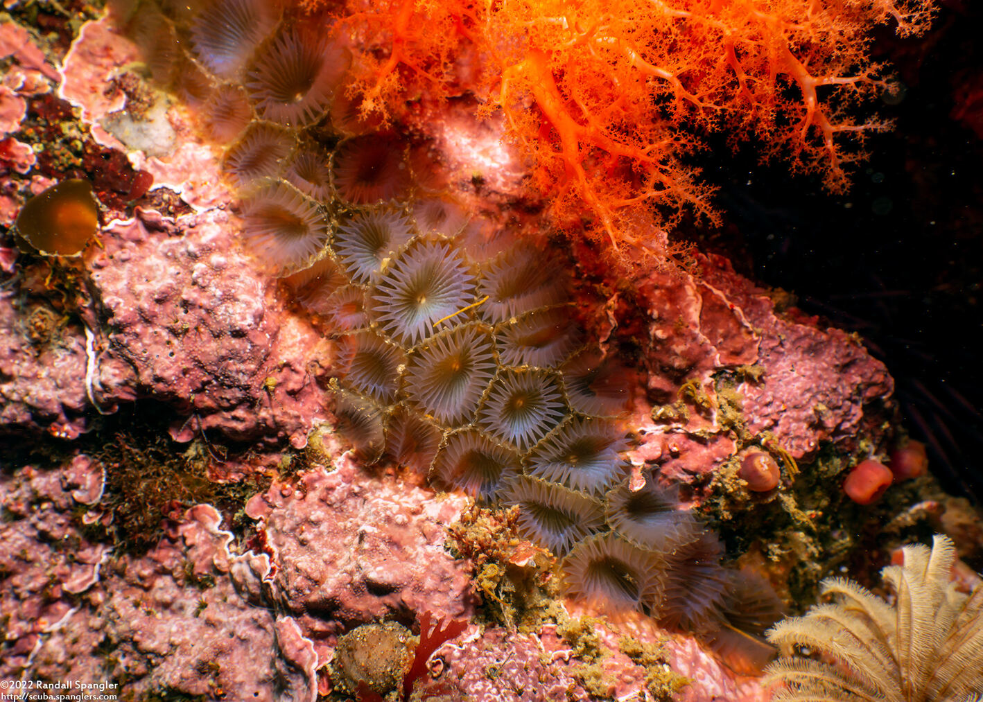 Myxicola sp.2 (Colonial Slime Tubeworm)