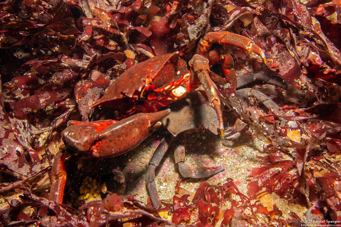 Pugettia producta (Northern Kelp Crab)