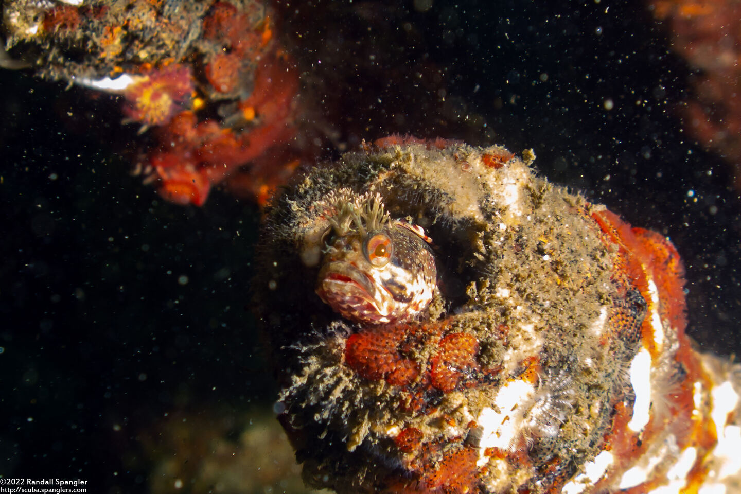 Neoclinus stephensae (Yellowfin Fringehead)