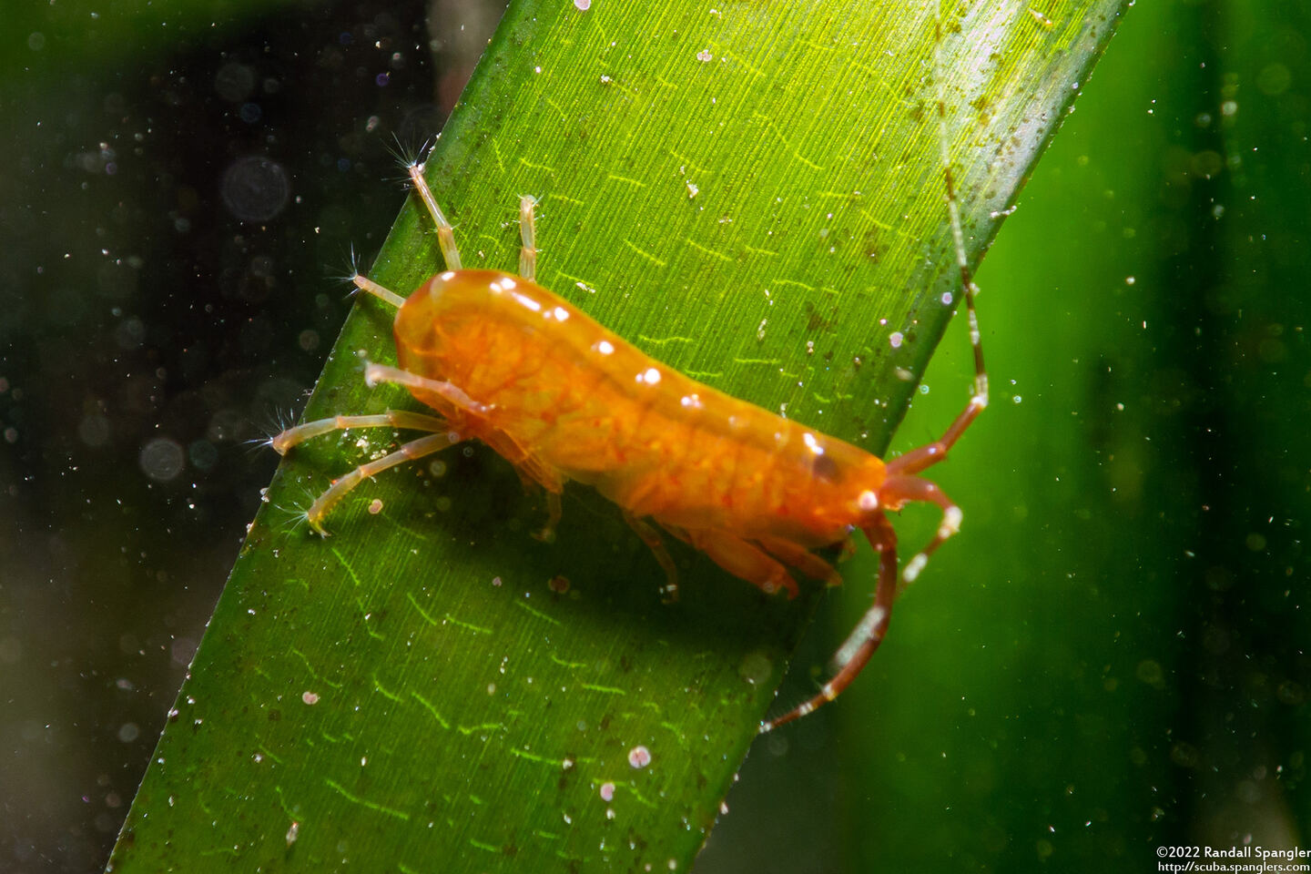 Sunamphitoe humeralis (Kelp Amphipod)