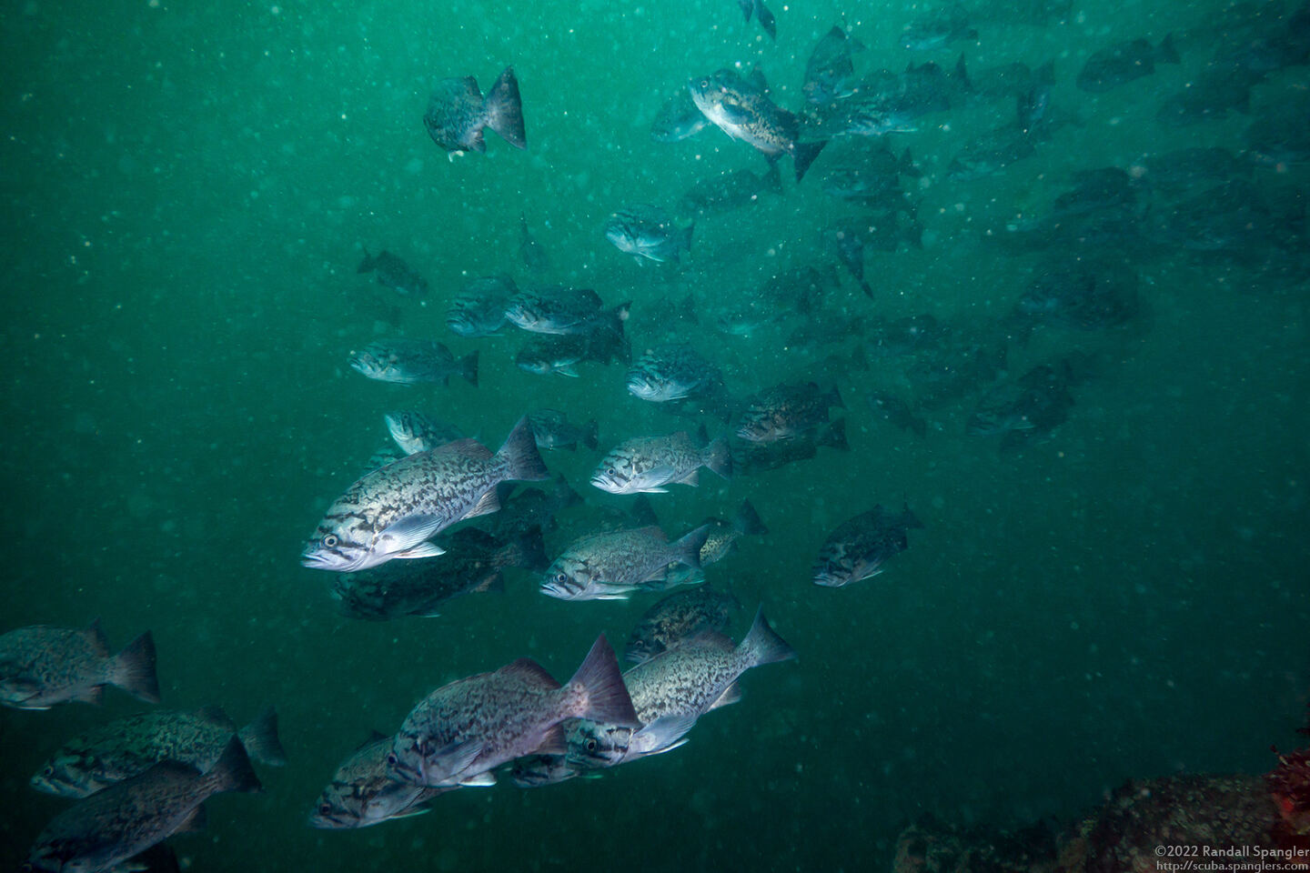 Sebastes mystinus (Blue Rockfish)