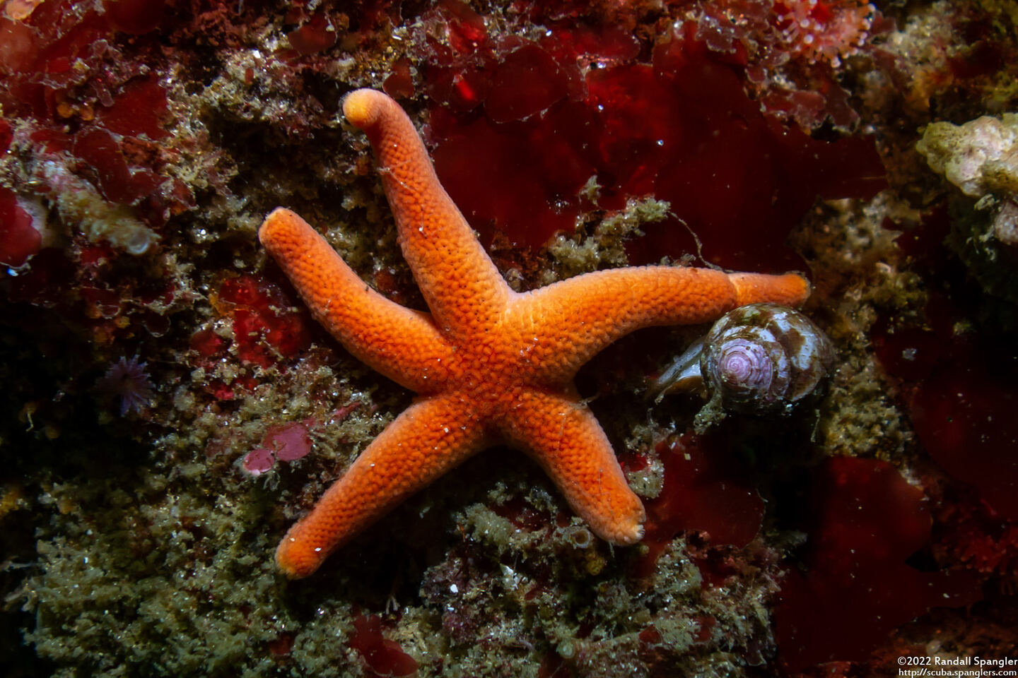 Henricia leviuscula (Blood Star)