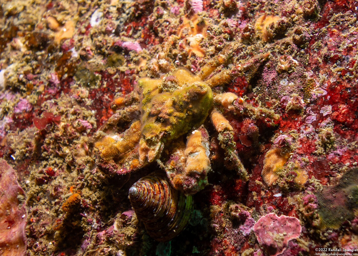 Scyra acutifrons (Sharpnose Crab)