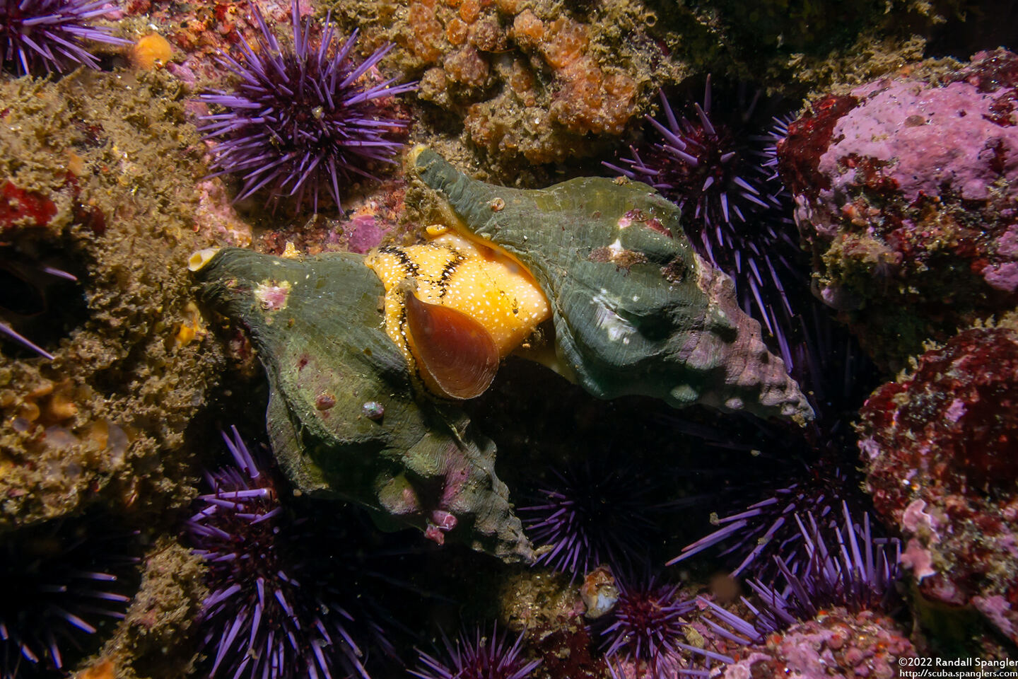 Kelletia kelletii (Kellet's Whelk); Mating