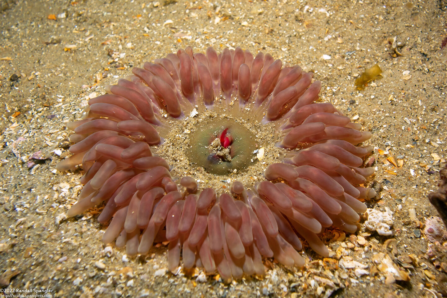 Urticina clandestina (Urticina Clandestina)