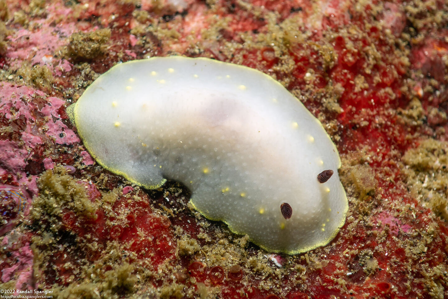 Cadlina flavomaculata (Yellow-Spot Cadlina)