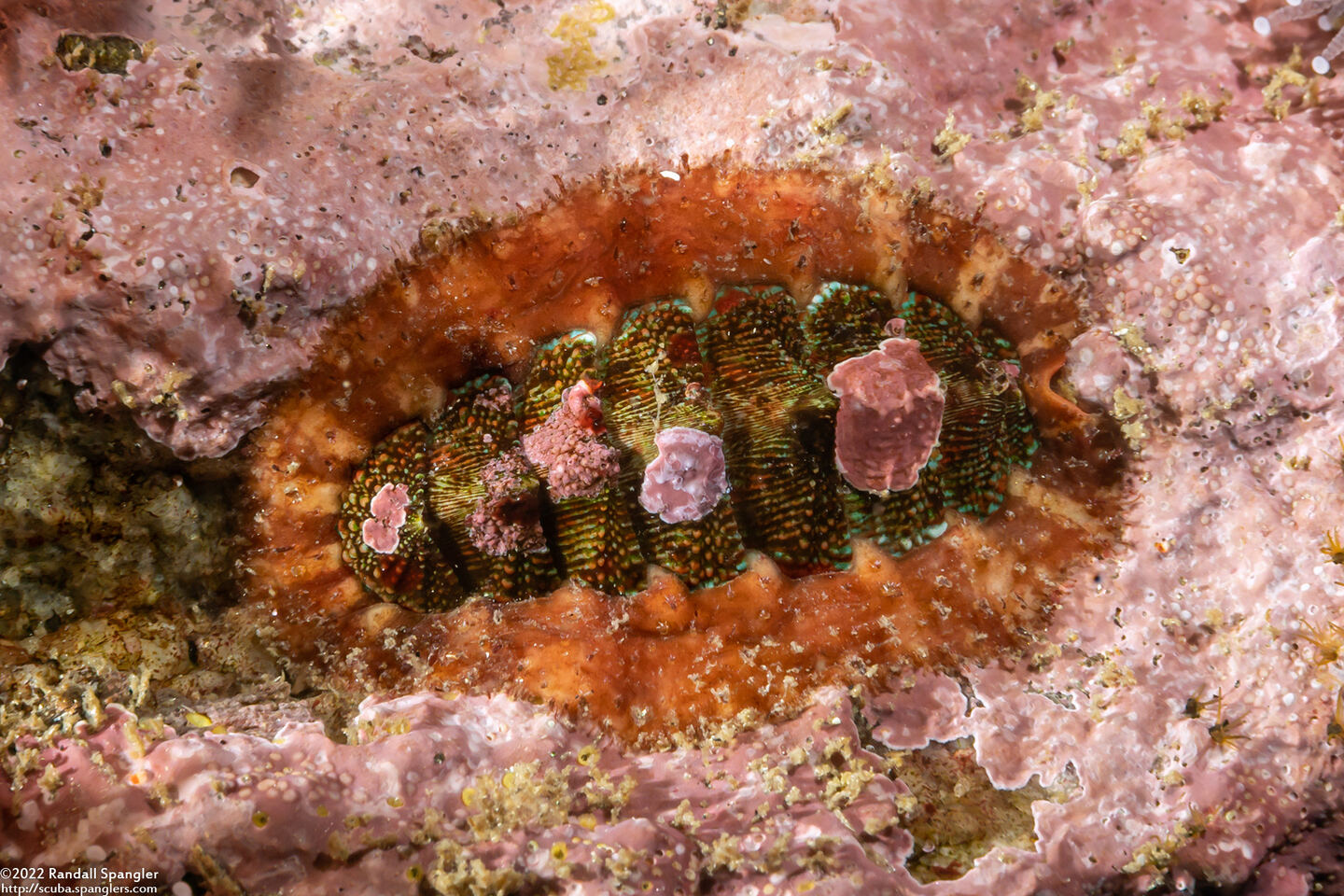 Mopalia spectabilis (Red-Flecked Mopalia)