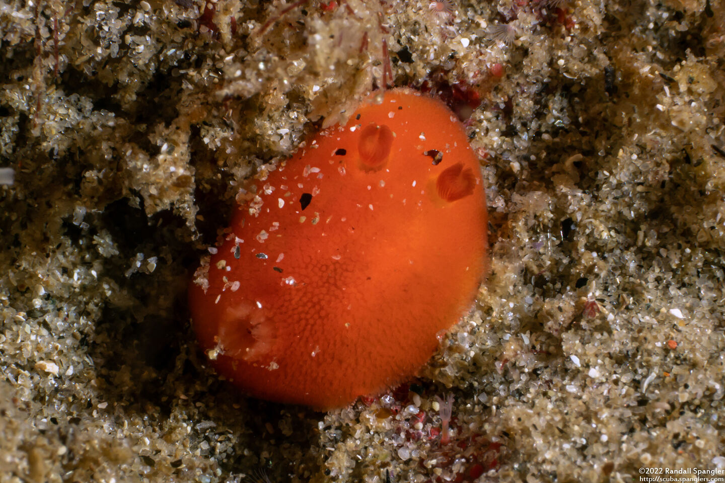 Rostanga pulchra (Red Sponge Dorid)