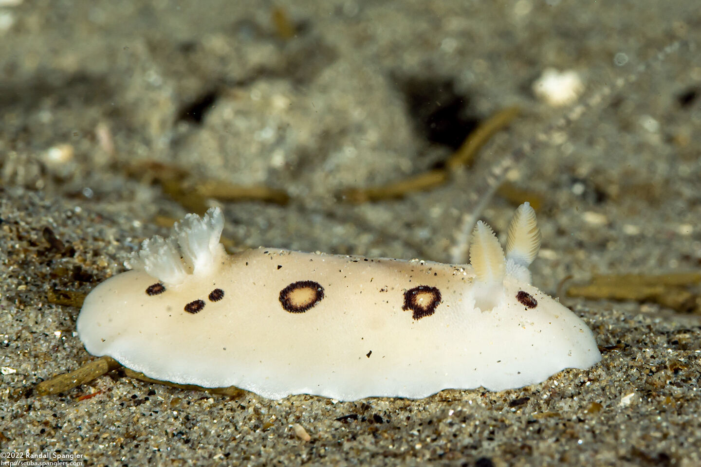 Diaulula sandiegensis (San Diego Dorid)