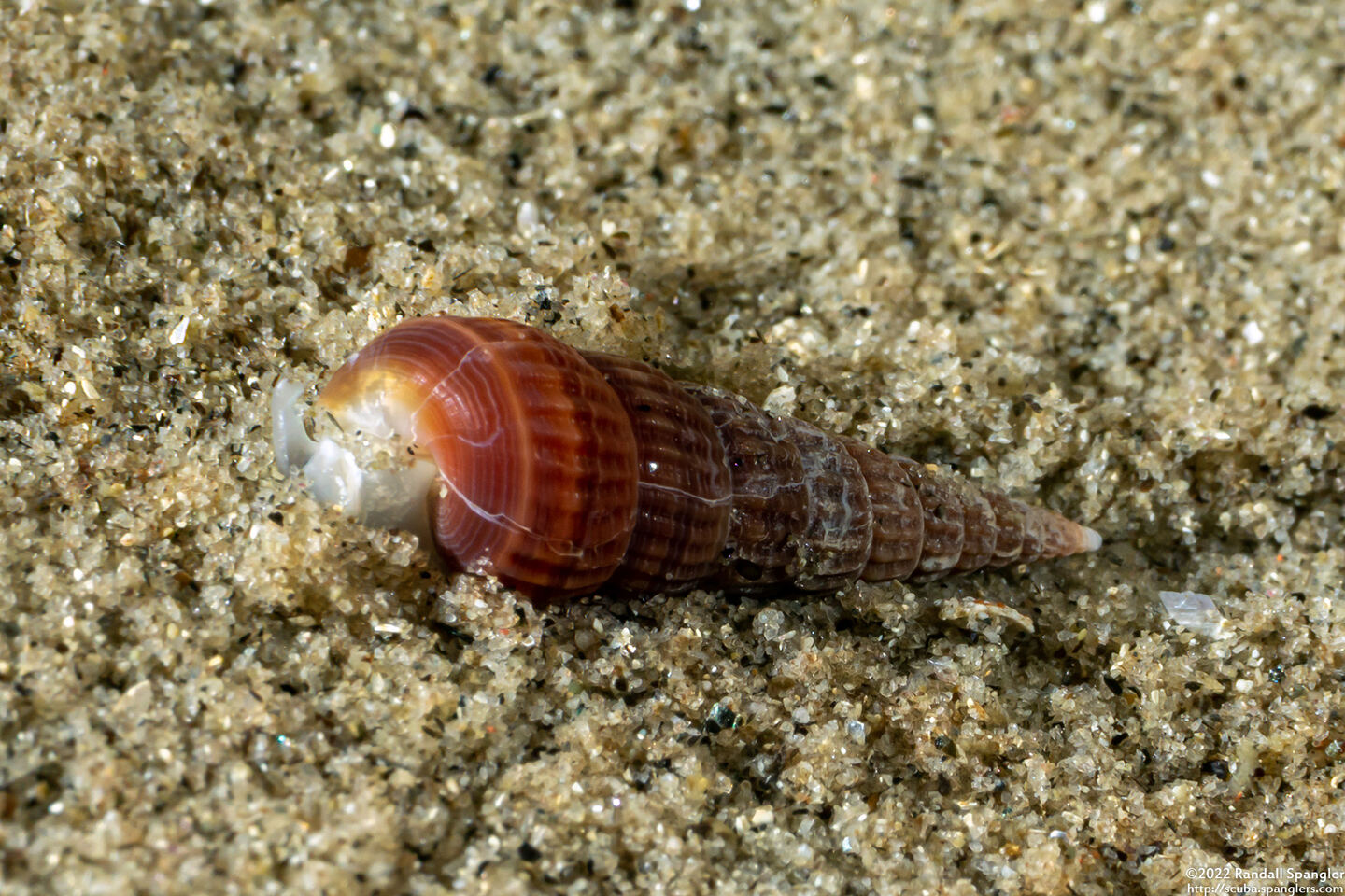 Turbonilla sp.1 (Turbonilla sp.1)