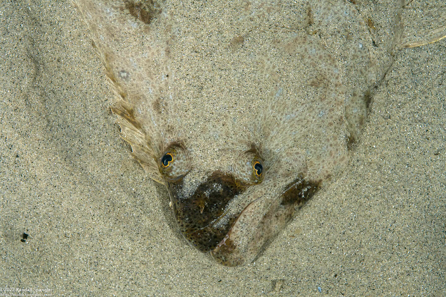 Paralichthys californicus (California Halibut)
