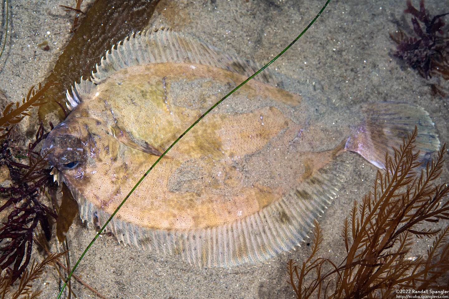 Pleuronichthys coenosus (C-O Sole)