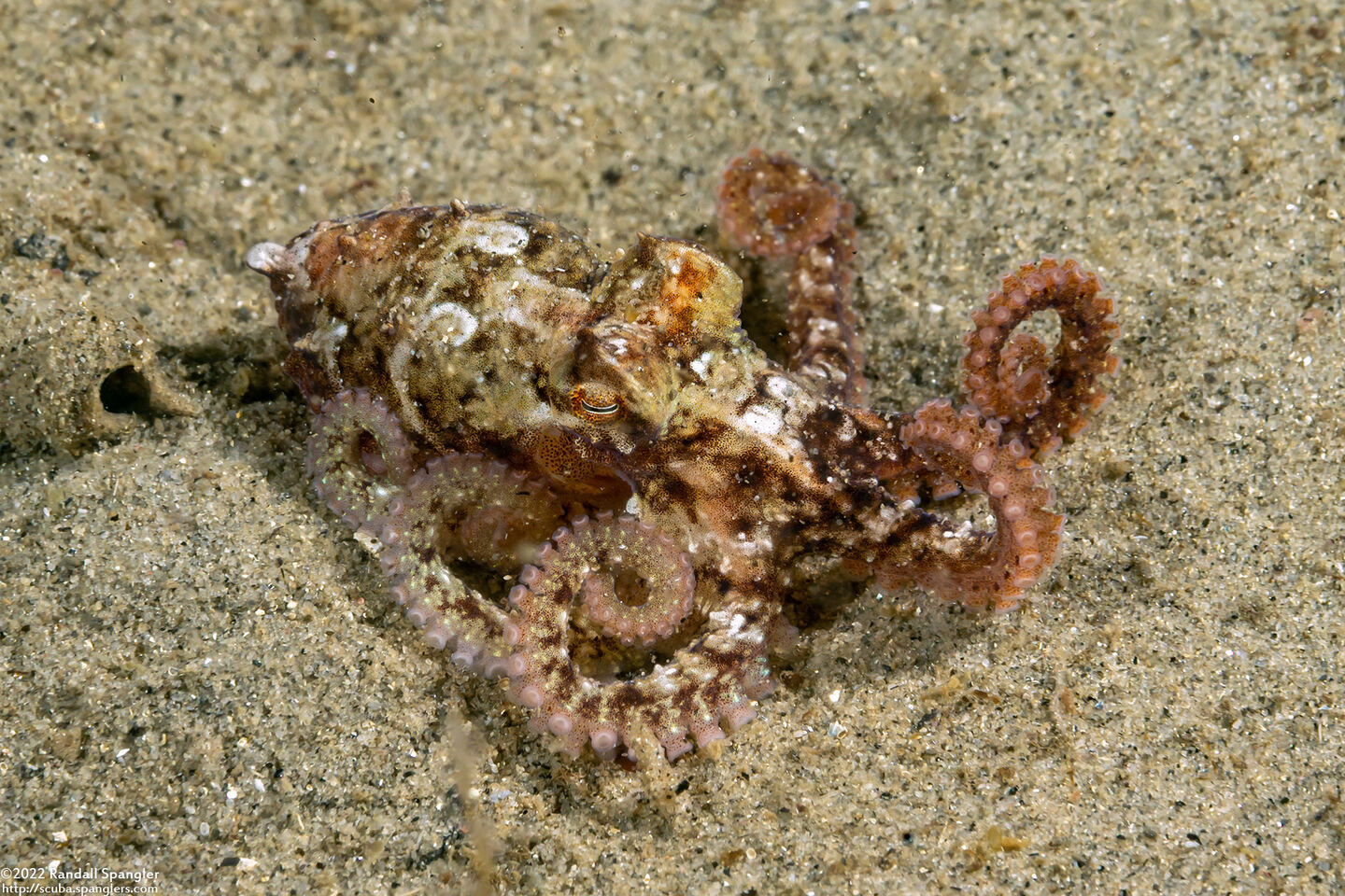 Octopus rubescens (Red Octopus)