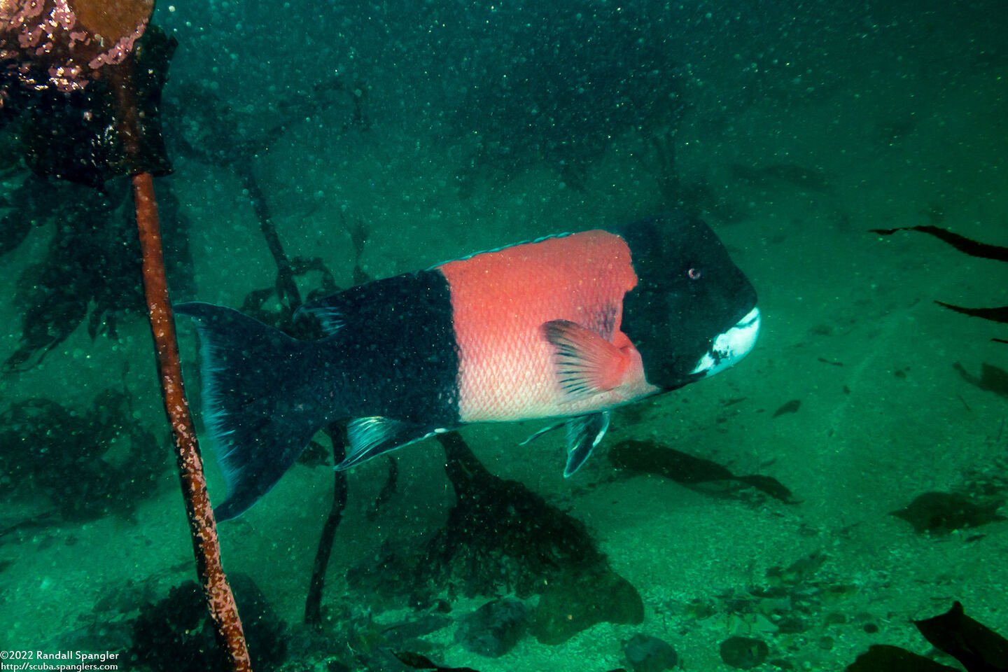 Semicossyphus pulcher (California Sheephead)
