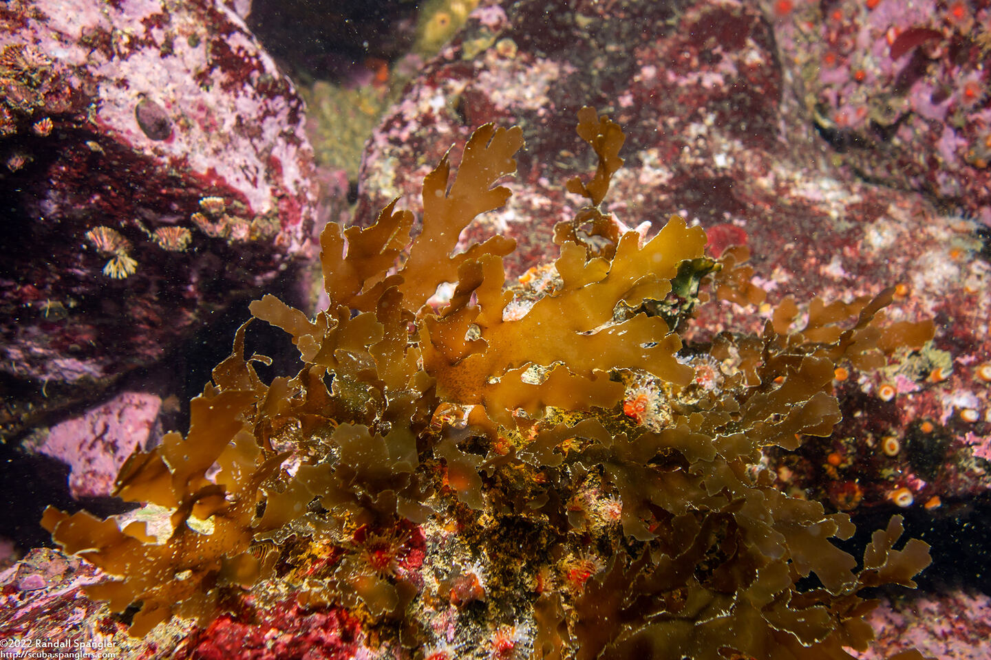 Dictyota binghamiae (Mermaid's Gloves)