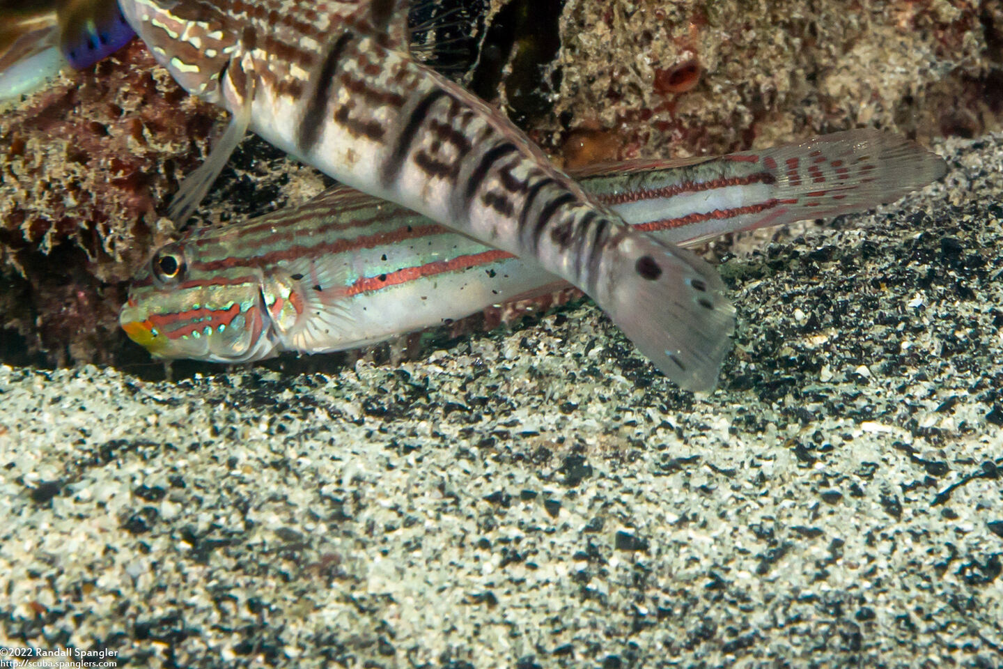 Valenciennea muralis (Mural Goby)
