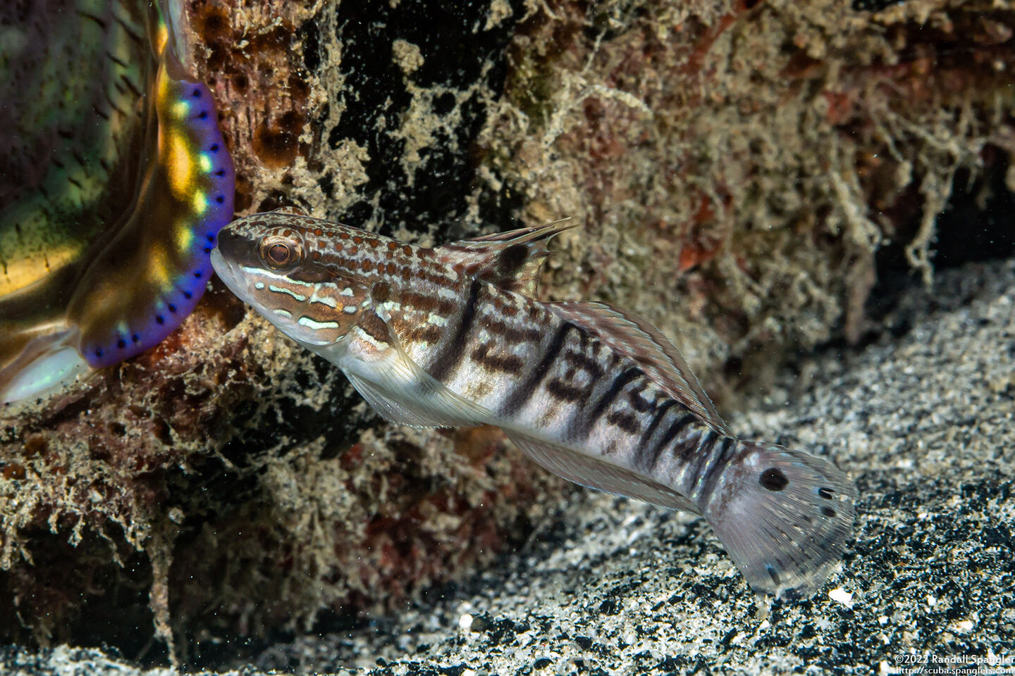 Amblygobius phalaena (Whitebarred Goby)