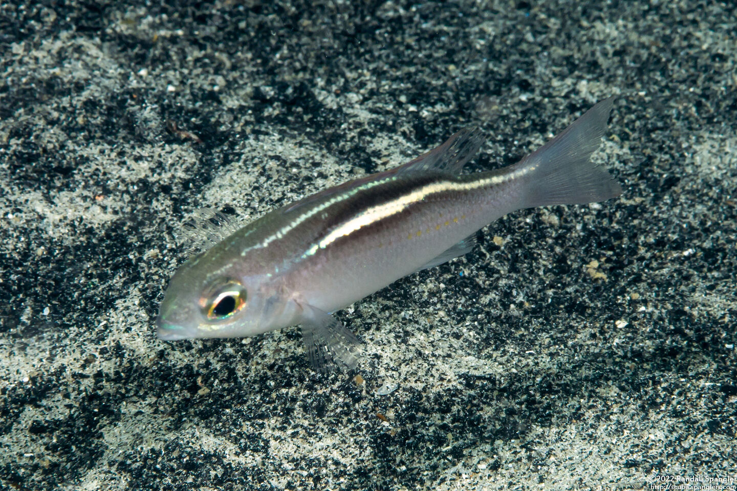 Scolopsis ciliata (Whitestreak Monocle Bream)