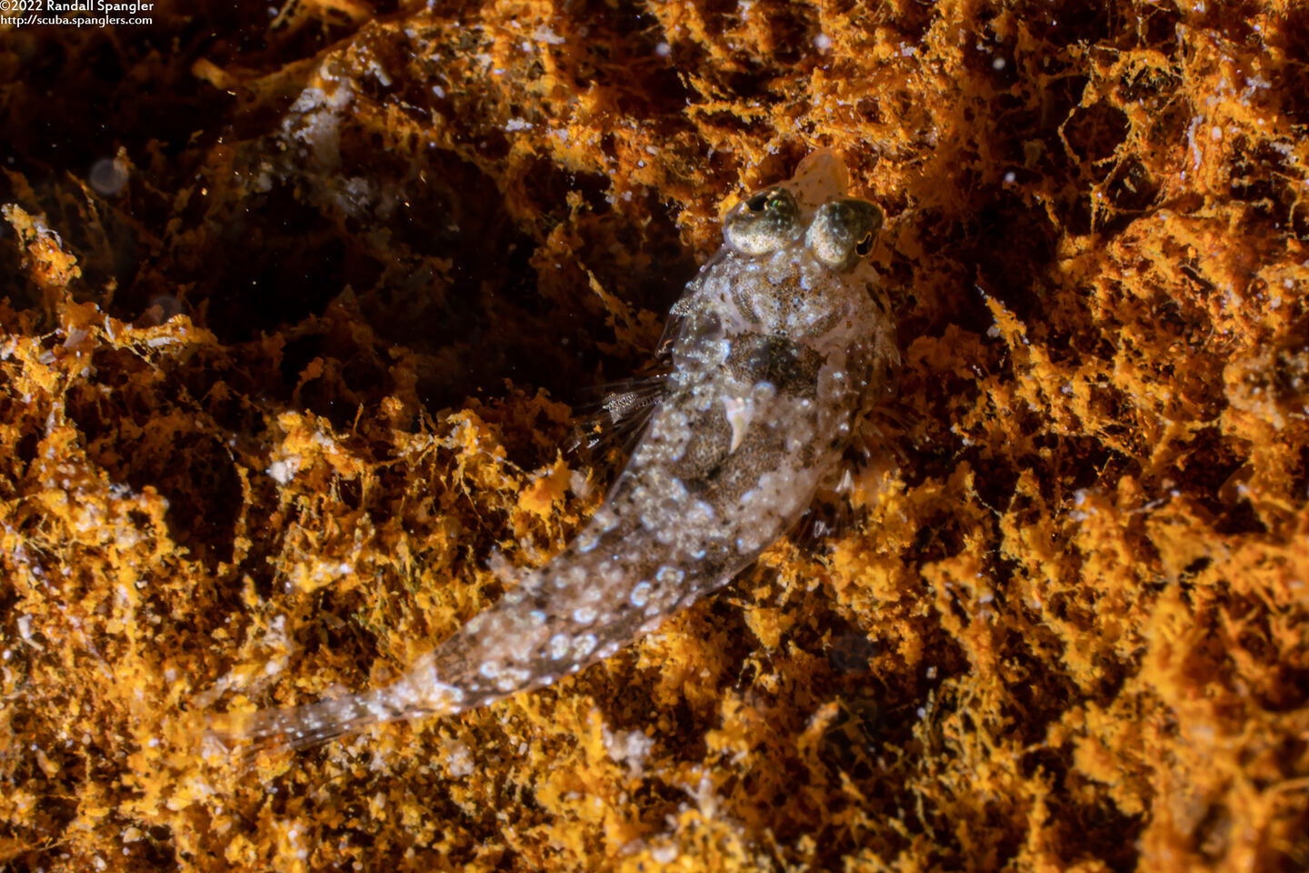 Anaora tentaculata (Leafy Dragonet)