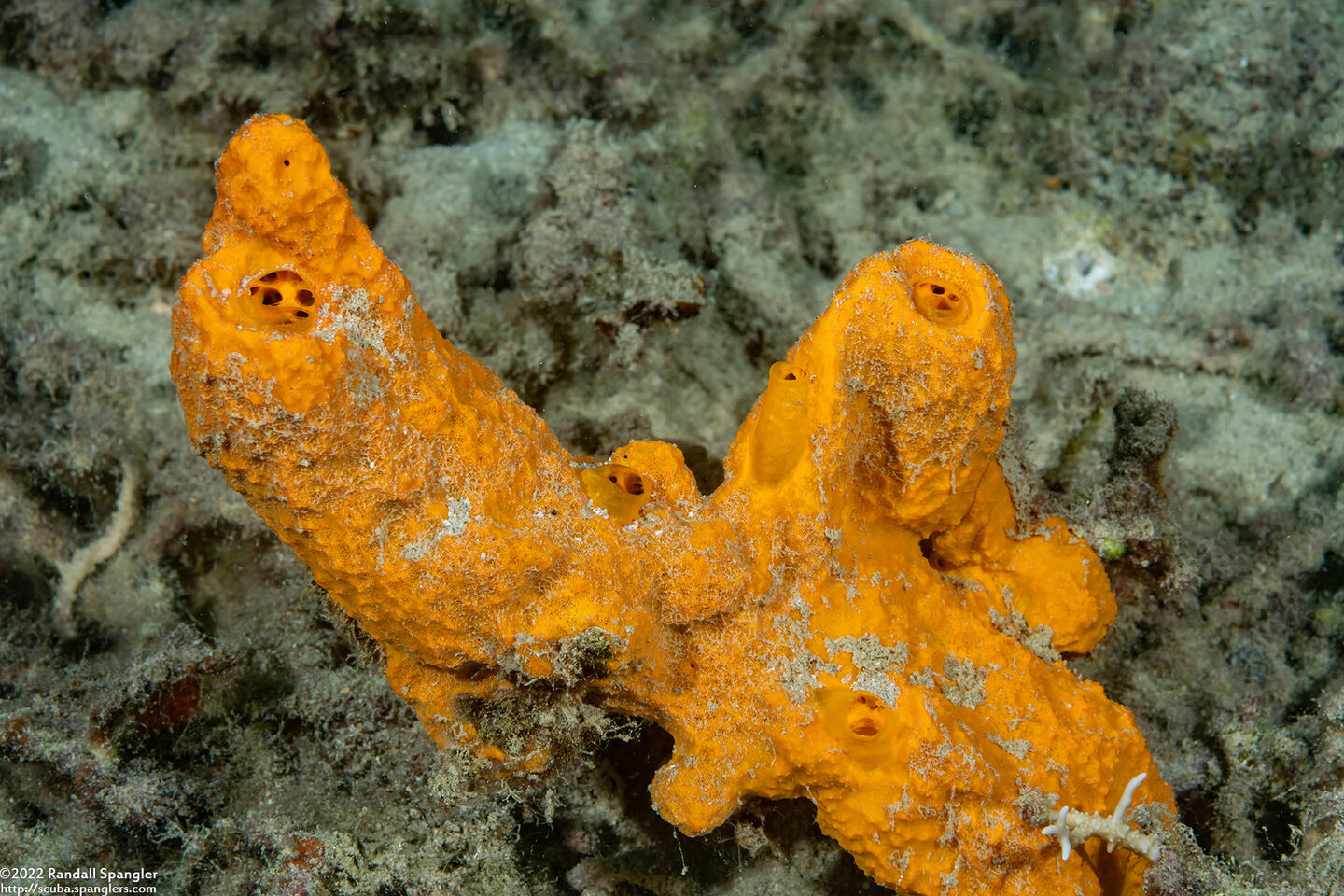 Stylissa massa (Stylissa massa)