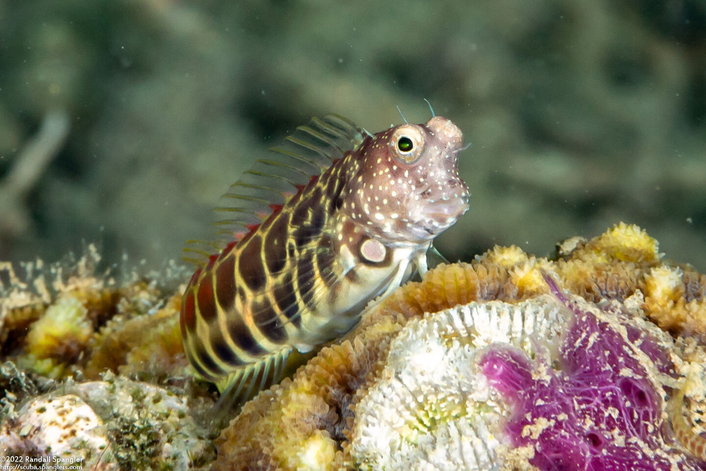 Salarias segmentatus (Segmented Blenny)