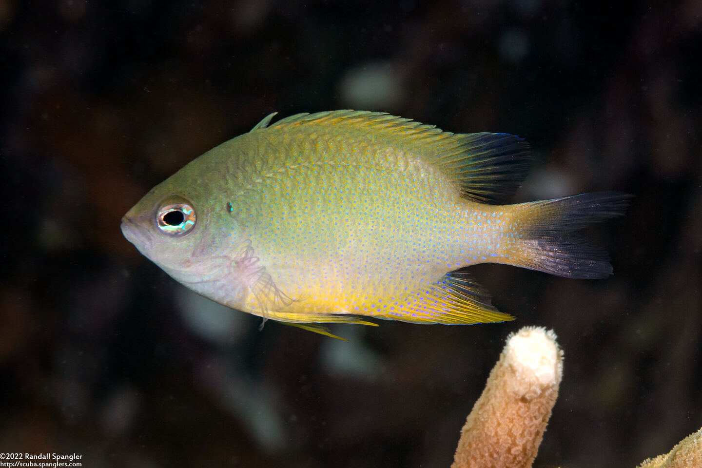 Chrysiptera oxycephala (Bluespot Damsel)