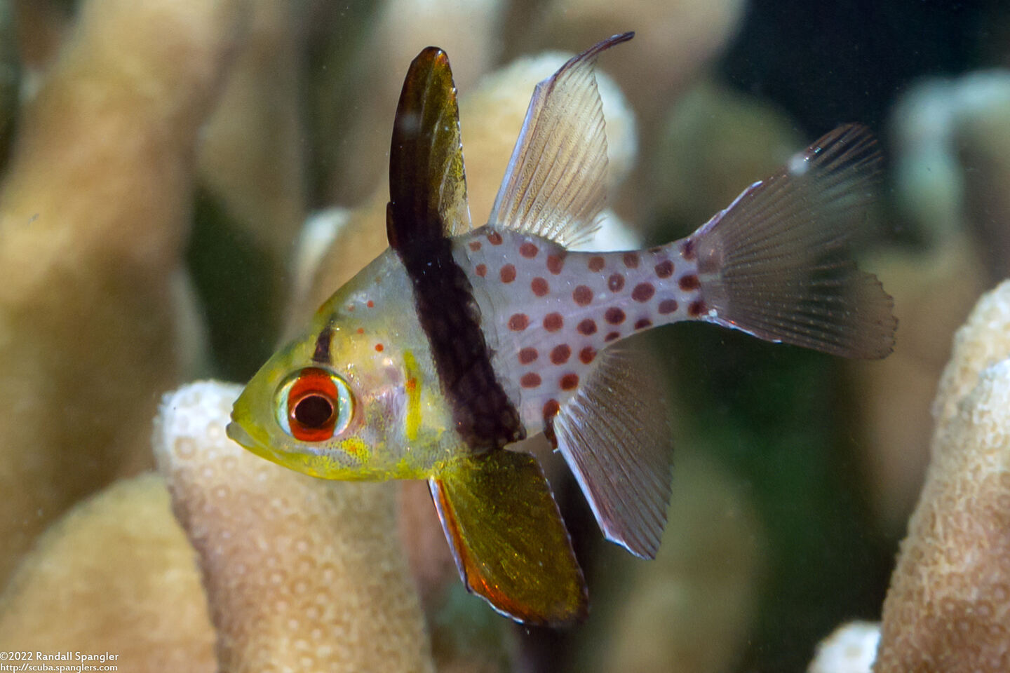 Sphaeramia nematoptera (Pajama Cardinalfish)