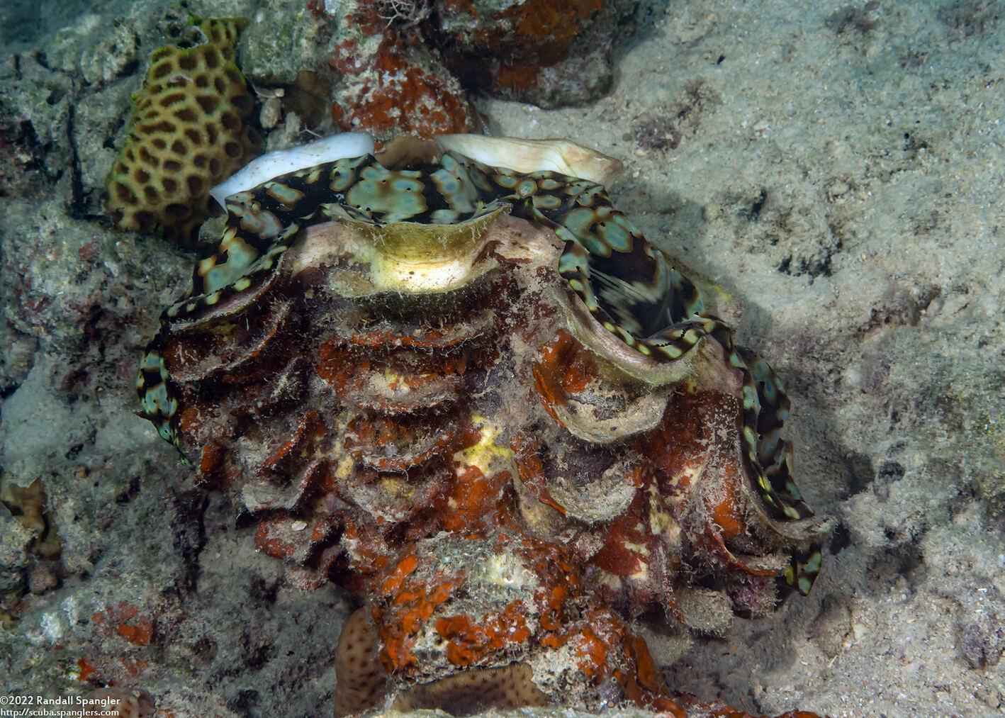 Tridacna squamosa (Fluted Giant Clam)