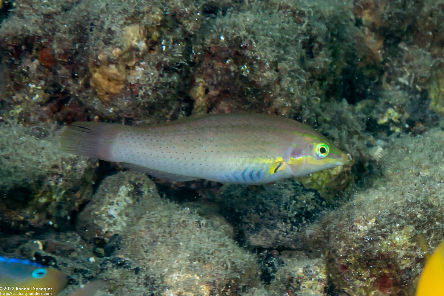 Halichoeres chloropterus (Pastel-Green Wrasse)
