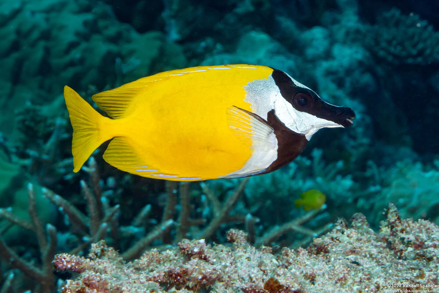 Siganus vulpinus (Foxface Rabbitfish)