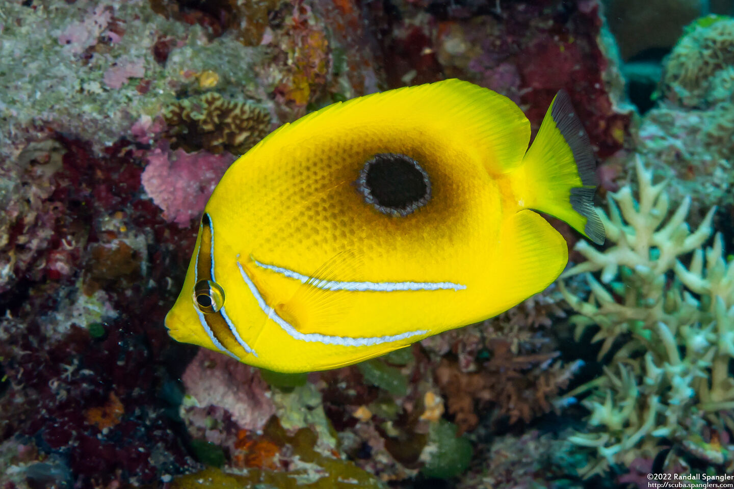 Chaetodon bennetti (Eclipse Butterflyfish)