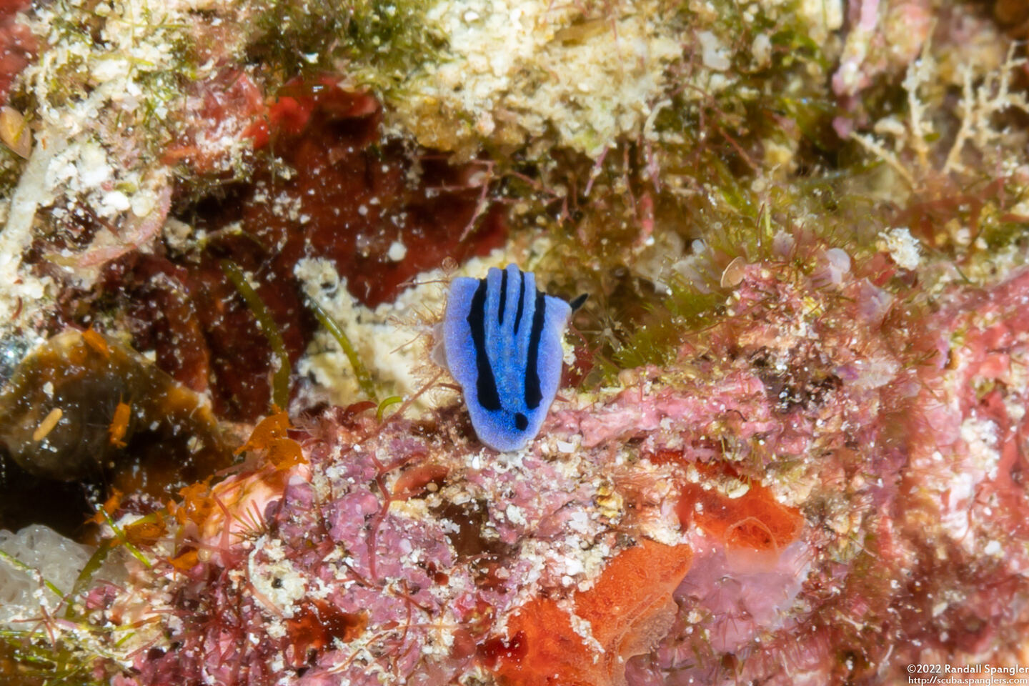 Phyllidiopsis annae (Anne's Phyllidiopsis)