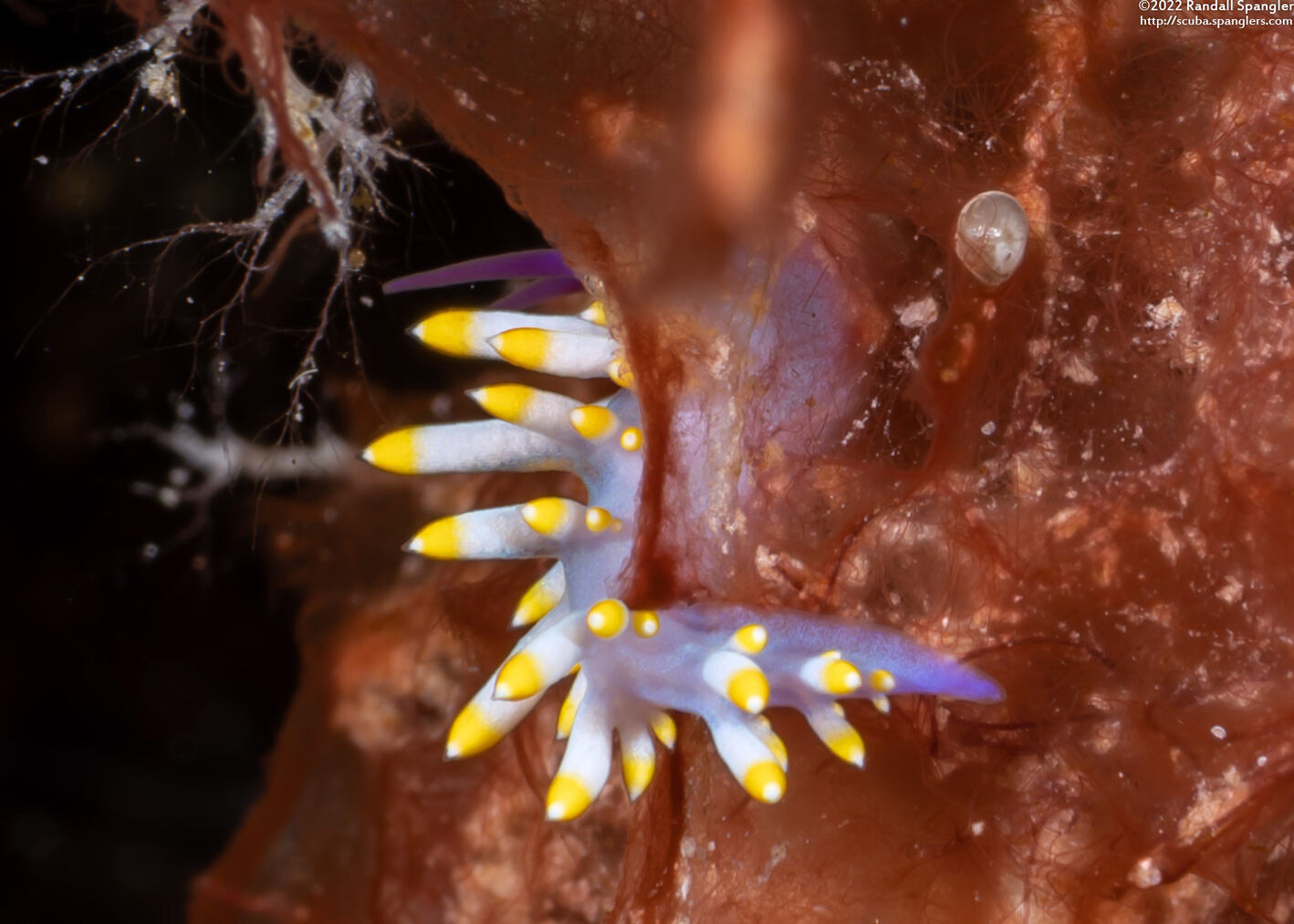 Trinchesia sibogae (Siboga Cuthona)
