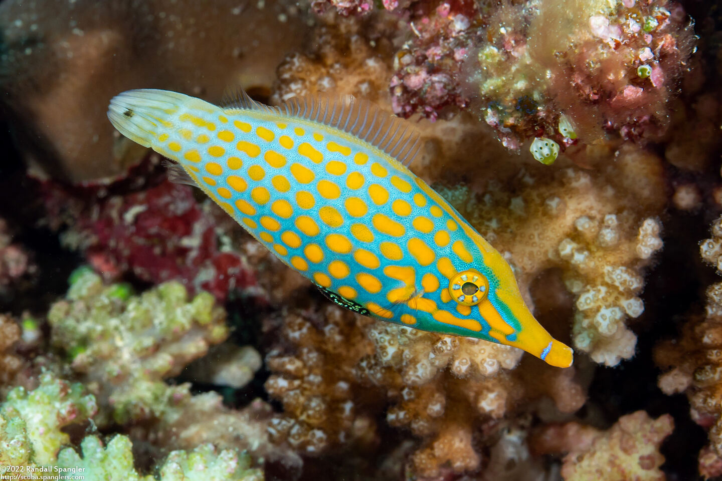 Oxymonacanthus longirostris (Longnose Filefish)