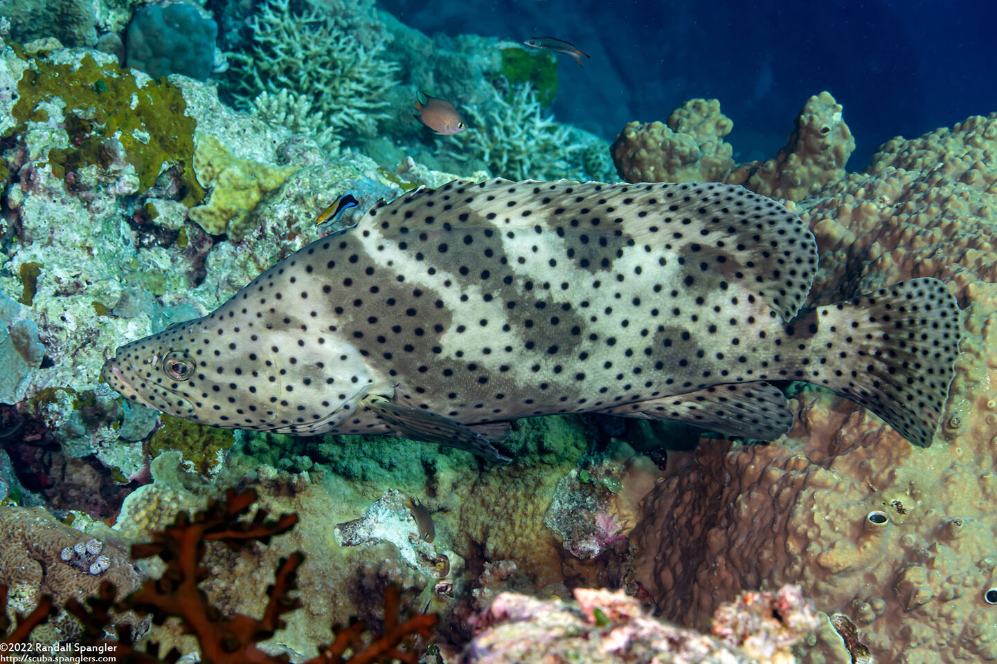 Cromileptes altivelis (Barramundi)