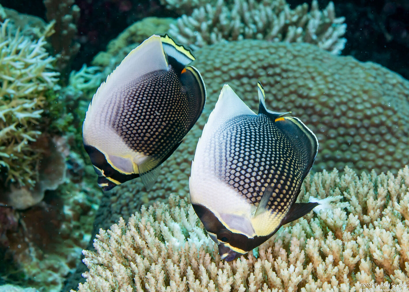 Chaetodon reticulatus (Reticulated Butterflyfish)