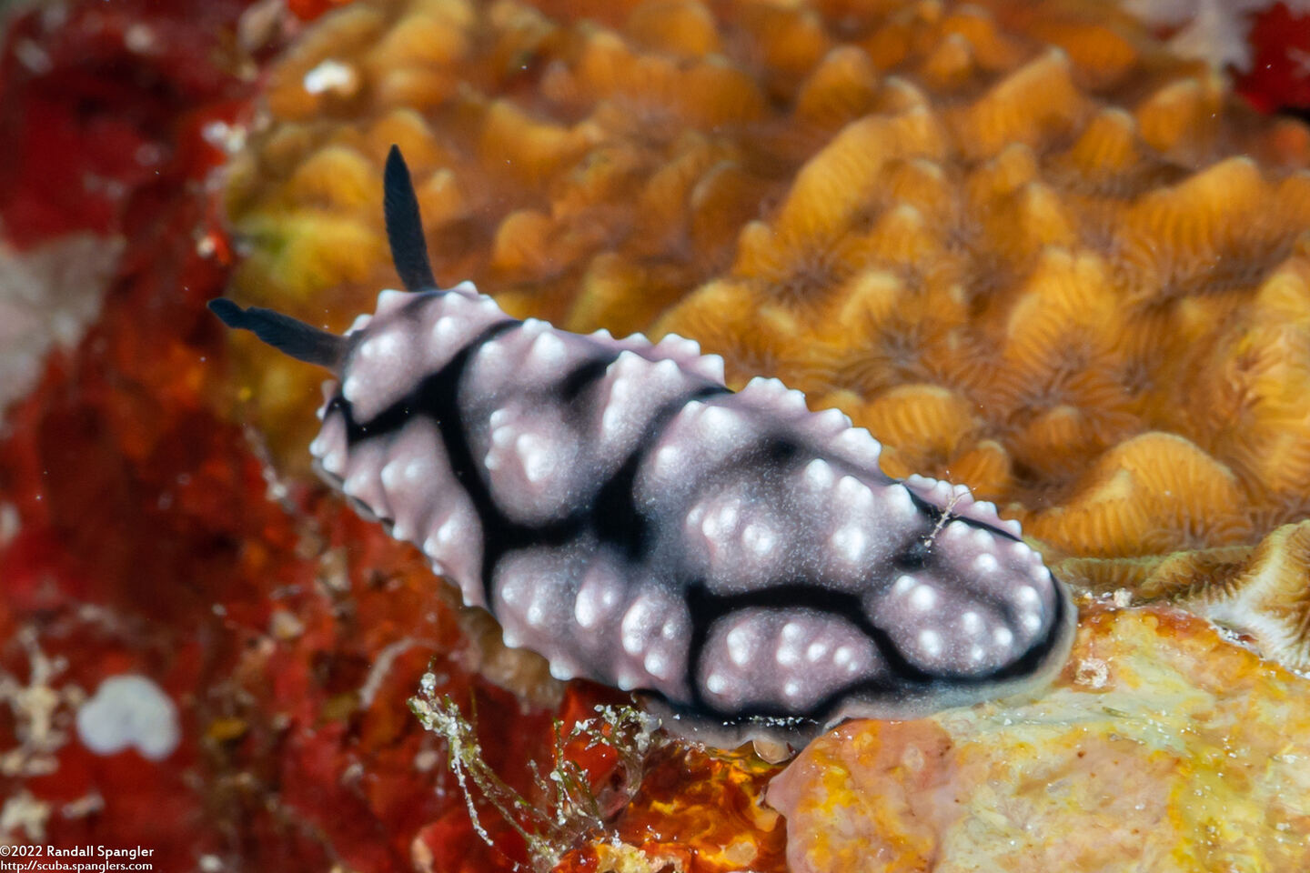 Phyllidiella annulata (Ringed Phyllidella)