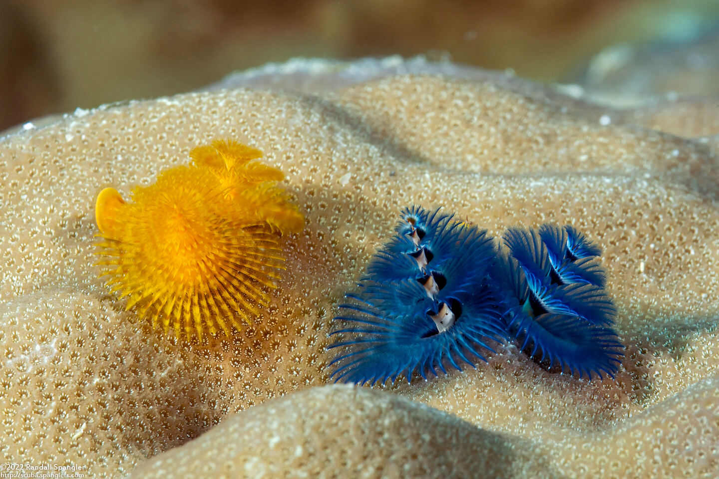 Spirobranchus sp.1 (Christmas Tree Worm)