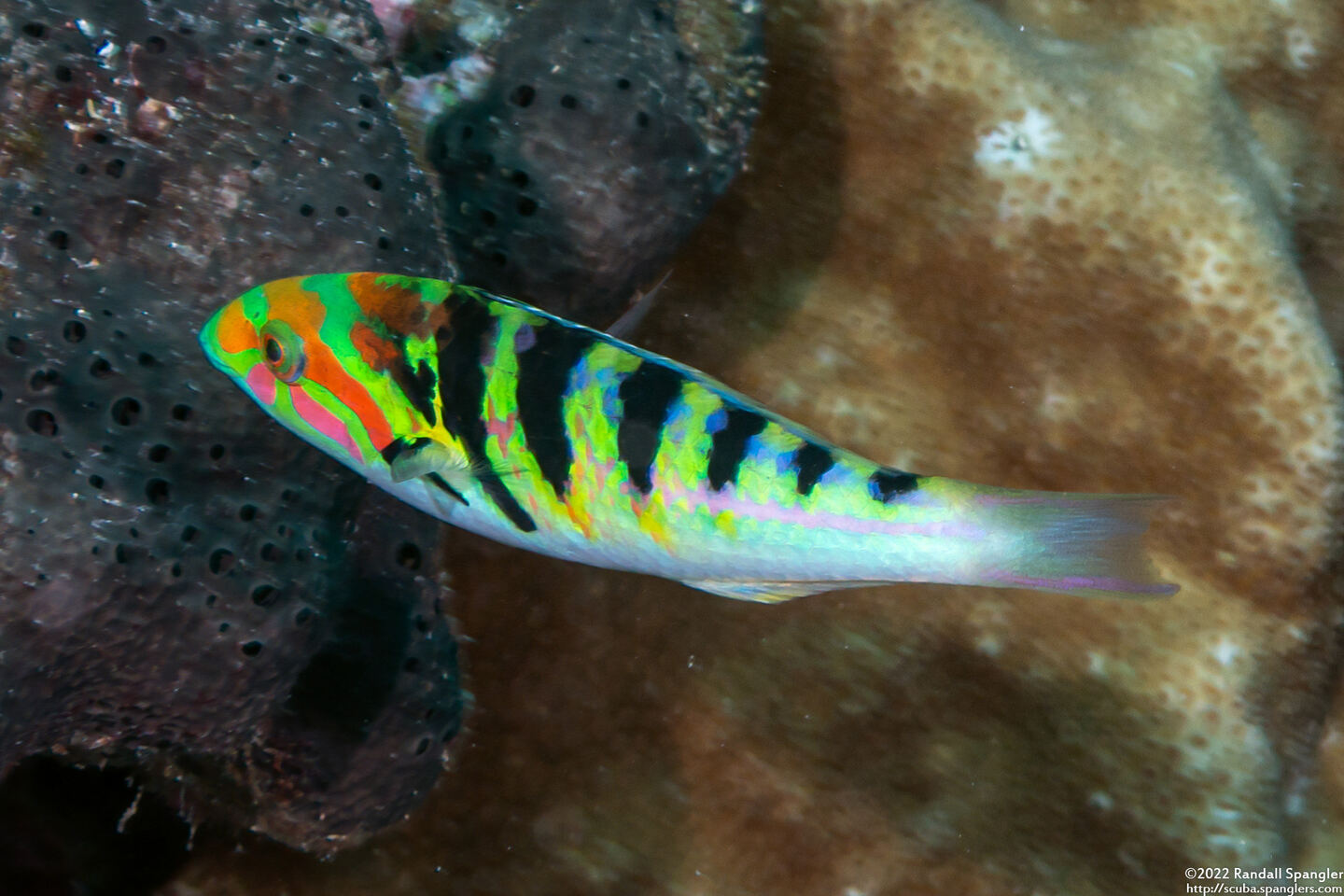 Thalassoma hardwicke (Sixbar Wrasse)