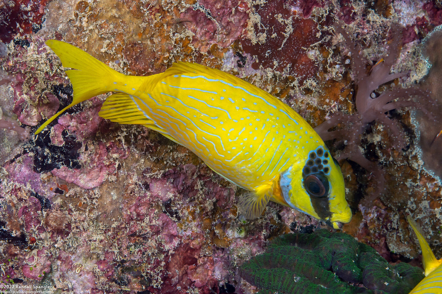 Siganus puellus (Masked Rabbitfish)
