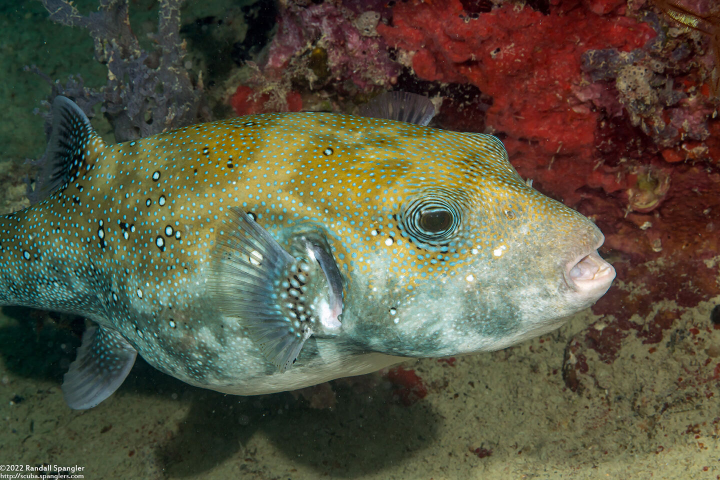 Arothron caeruleopunctatus (Blue-Spotted Puffer)