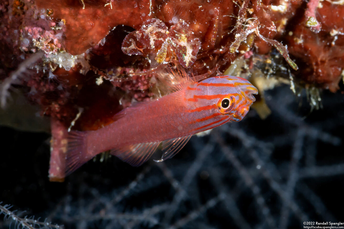 Trimma striatum (Stripehead Dwarfgoby)