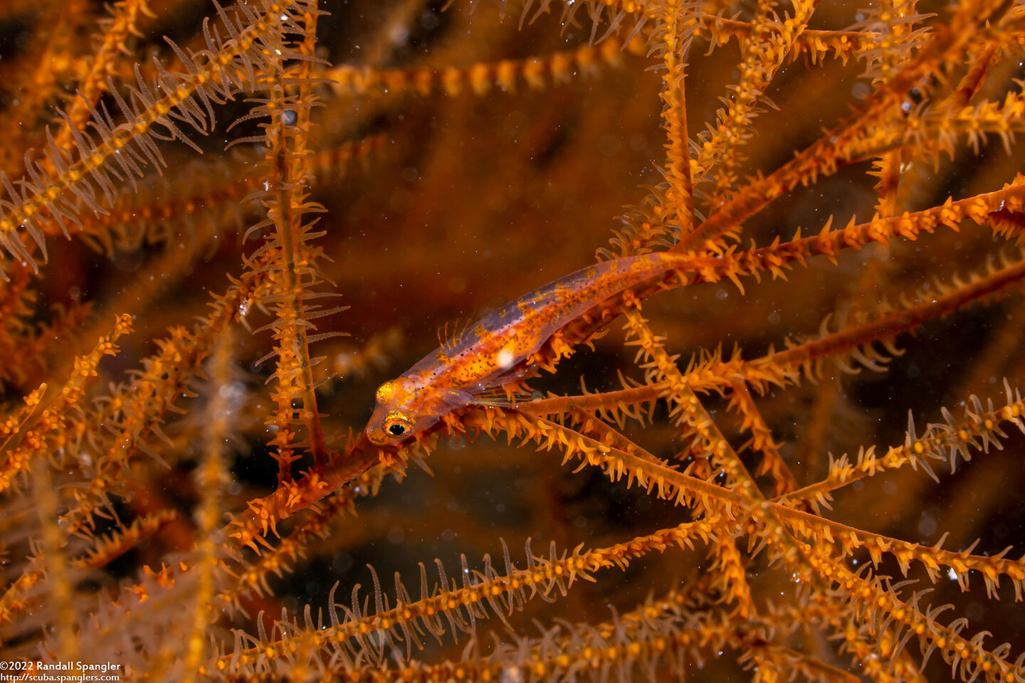 Bryaninops tigris (Black Coral Goby)
