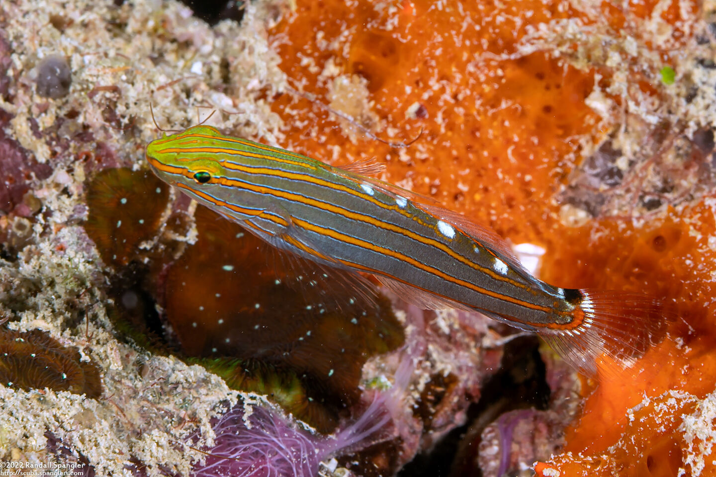 Koumansetta rainfordi (Old Glory)