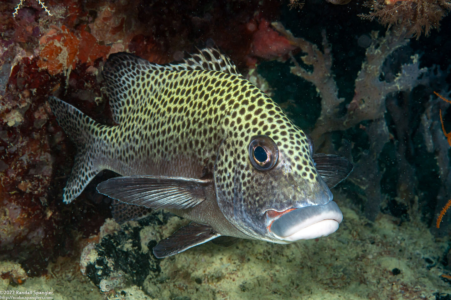 Plectorhinchus chaetodonoides (Many-Spotted Sweetlips)