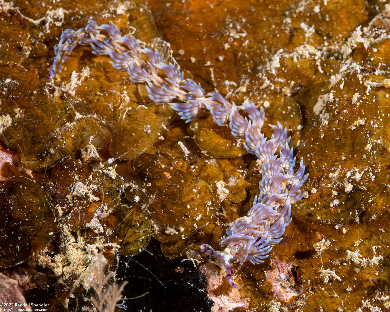 Pteraeolidia semperi (Blue Dragon Nudibranch)