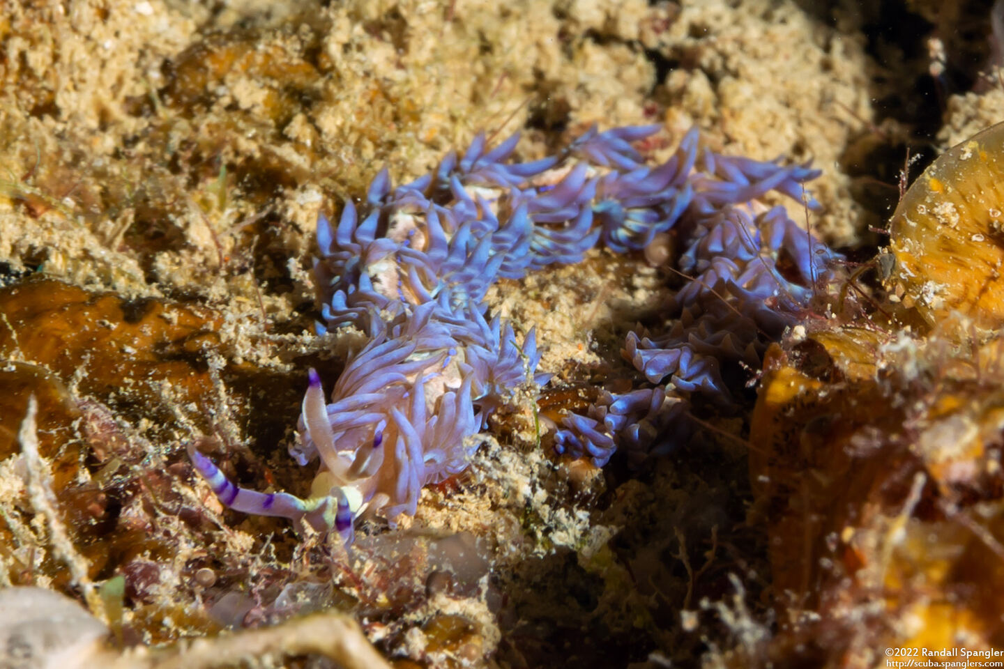 Pteraeolidia semperi (Blue Dragon Nudibranch)