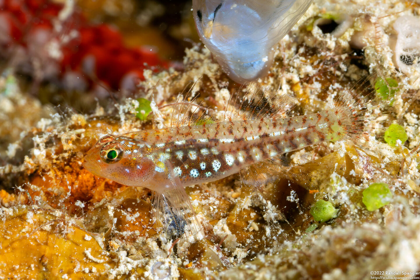 Eviota storthynx (Storthynx Dwarfgoby)