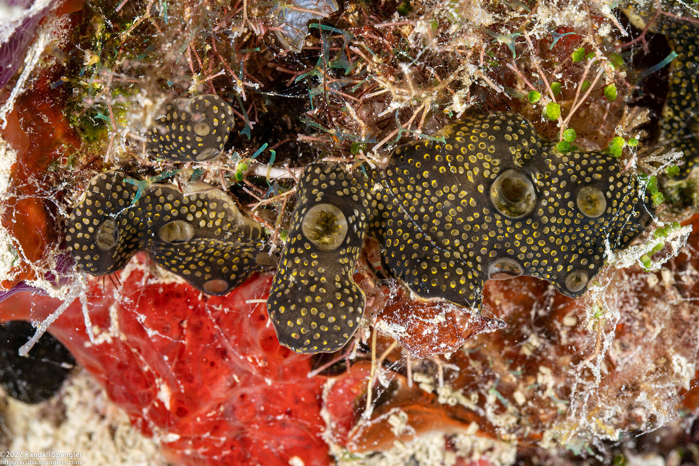 Leptoclinides cf. reticulatus (Leptoclinides cf. Reticulatus)