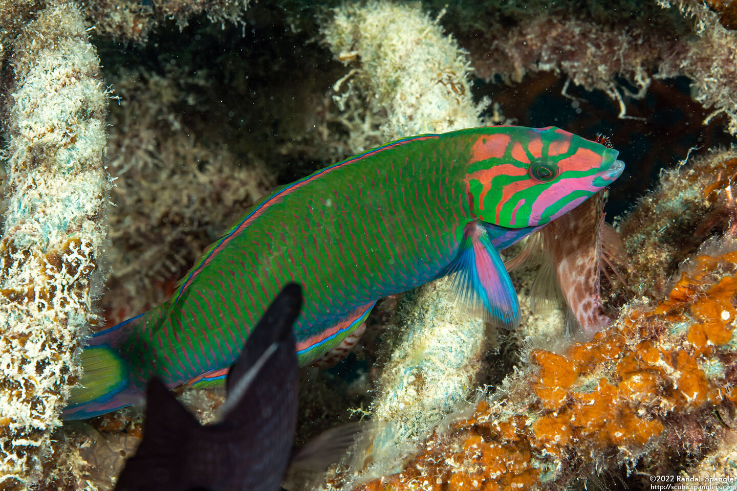 Thalassoma lunare (Crescent Wrasse)